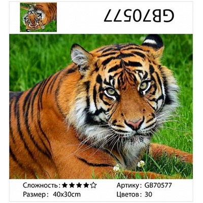 картина алмазная мозаика АМ34 GB70577 "Тигр лежит на траве", 30х40 см