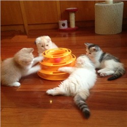 Трек с мячиками для кошек Crazy Amusement Plate